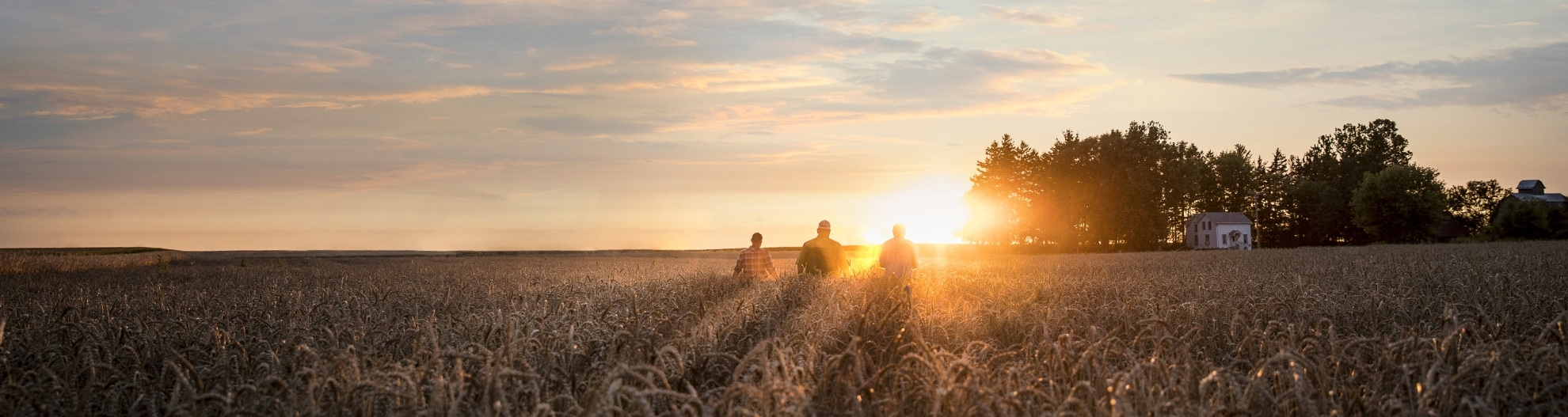 Men in field of wheat at sunset